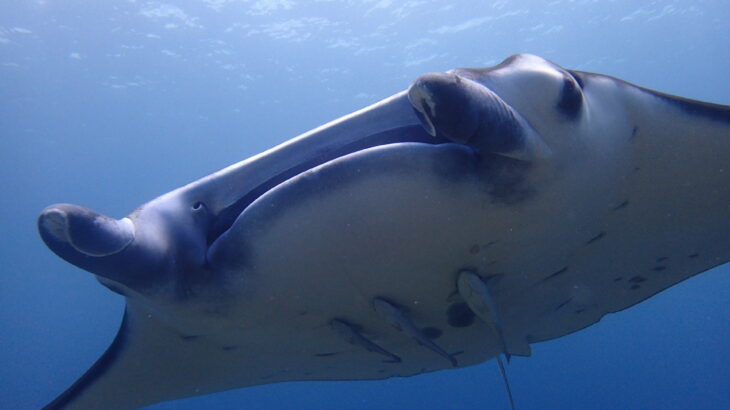 ファンダイブ】憧れのマンタに抜群のサンゴ礁！贅沢ダイビングを川平で